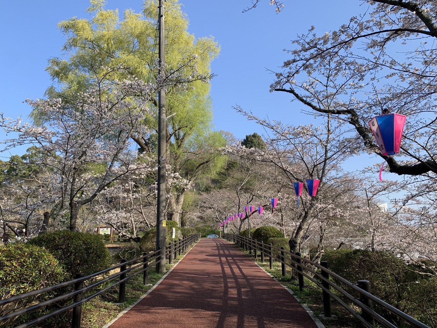 弁天湖周辺の桜2