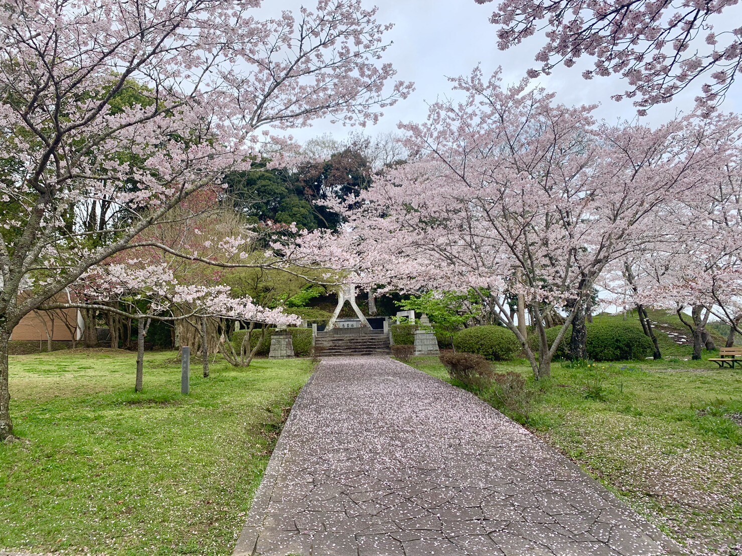 忠霊塔付近の桜