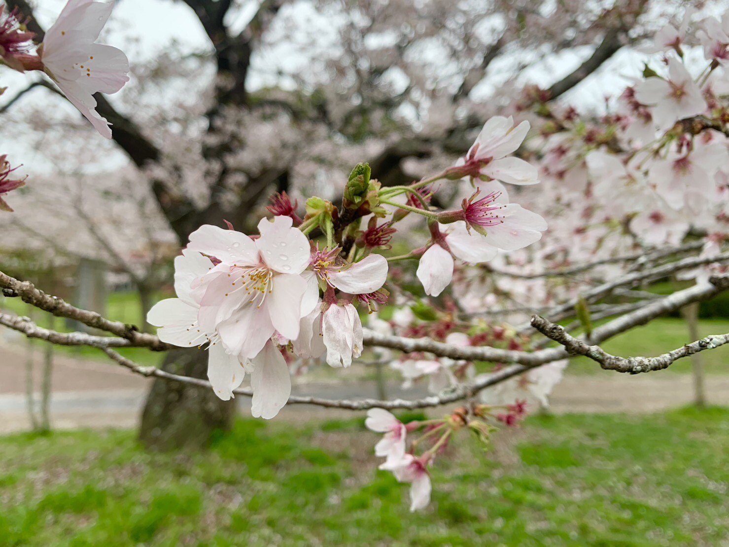 美術館側の桜2