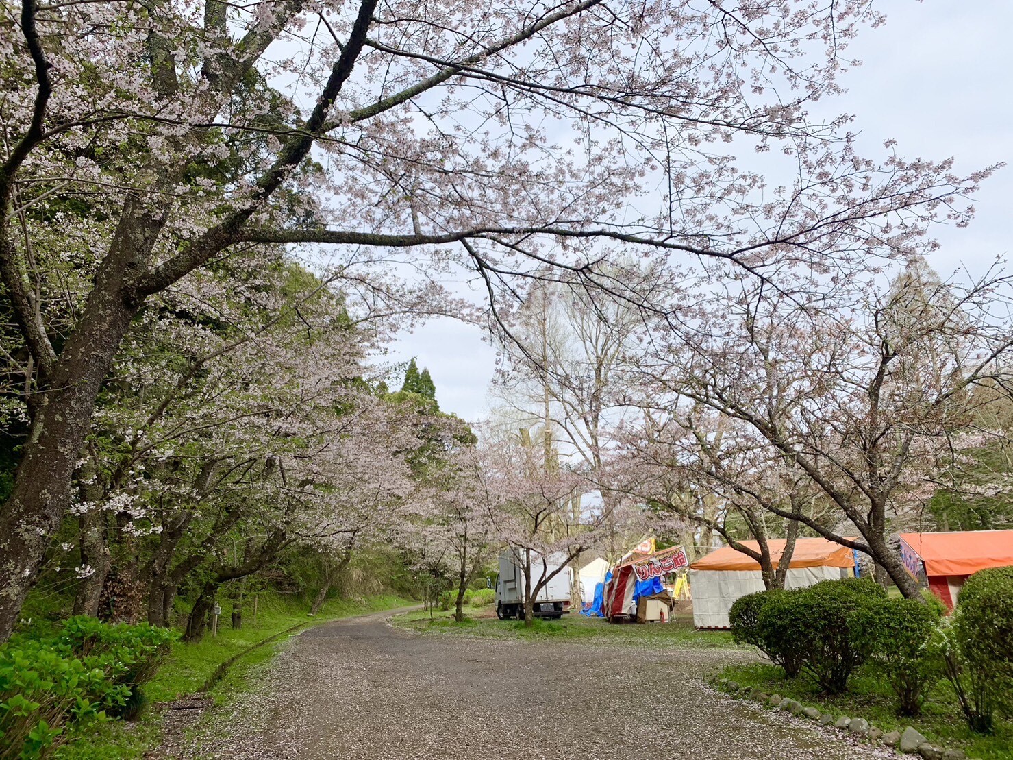 園路の桜1