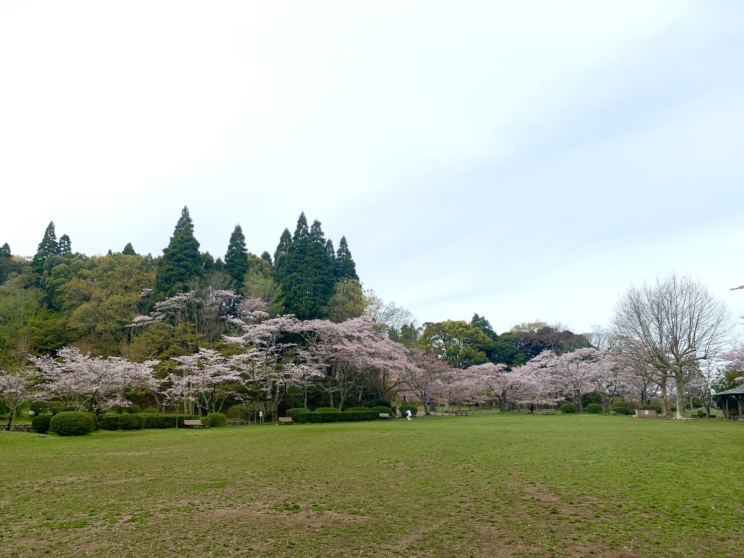 第2広場の桜