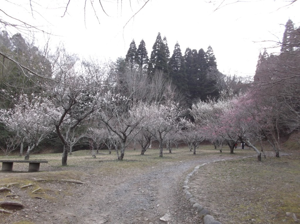 散策道 梅園