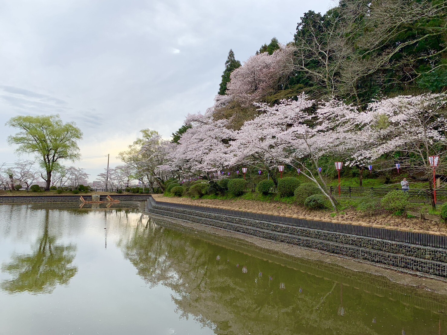 弁天湖周辺の桜