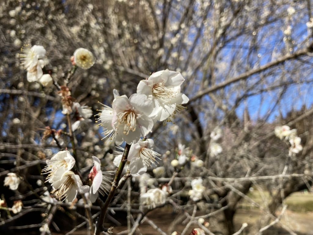 茂原公園梅の写真