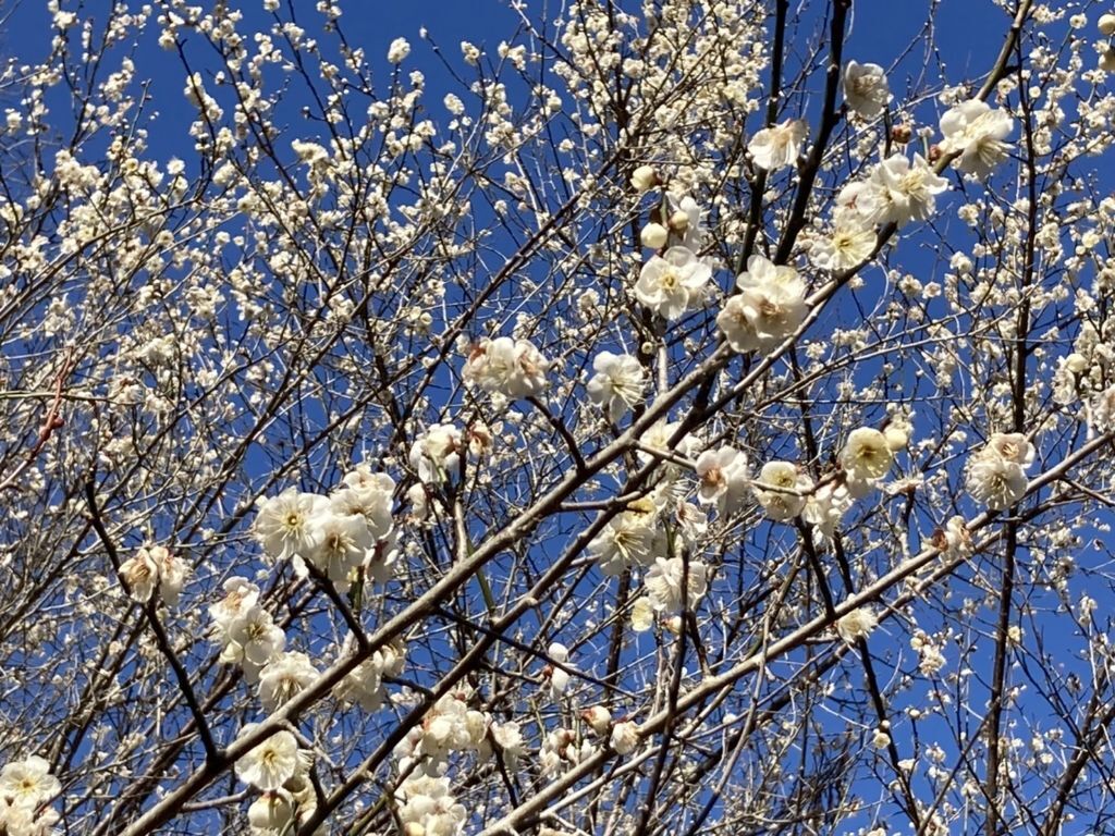 茂原公園梅の写真2