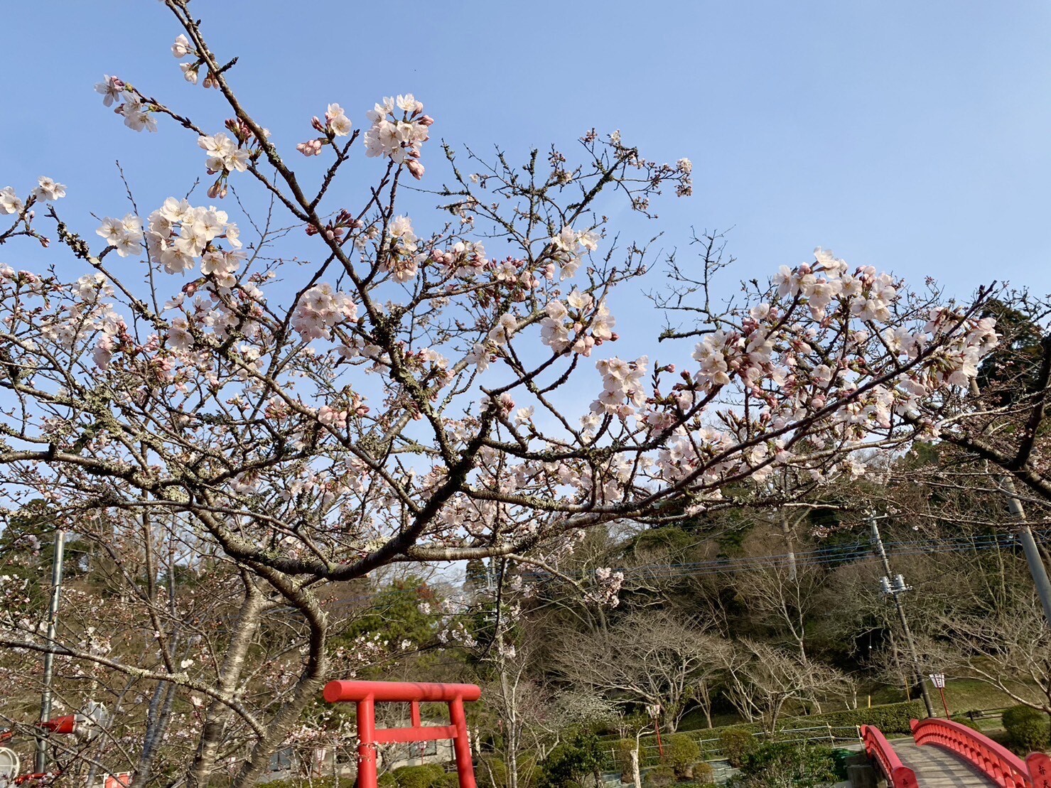 弁天島標本木2