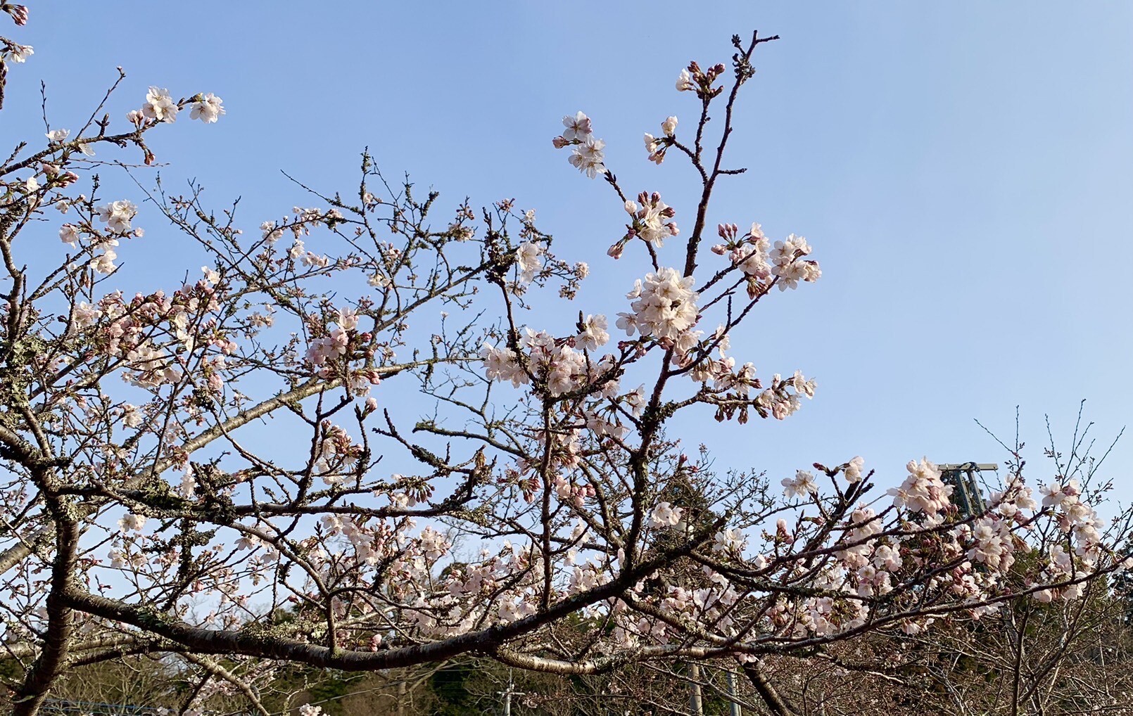 弁天島標本木3