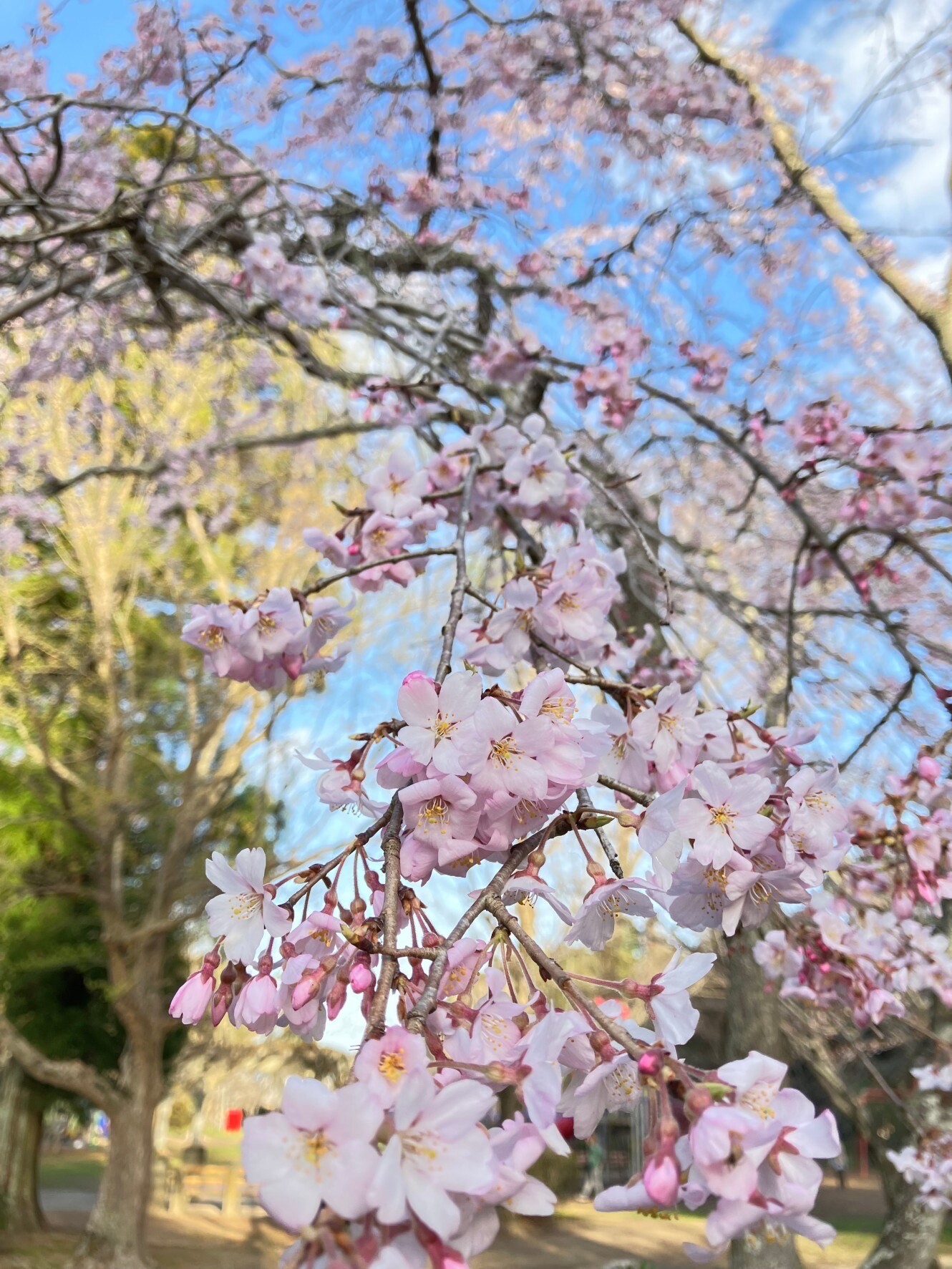 枝垂桜2