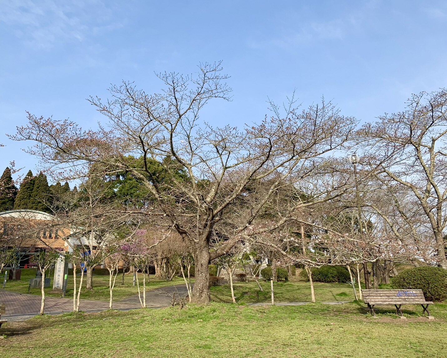 美術館側の桜1