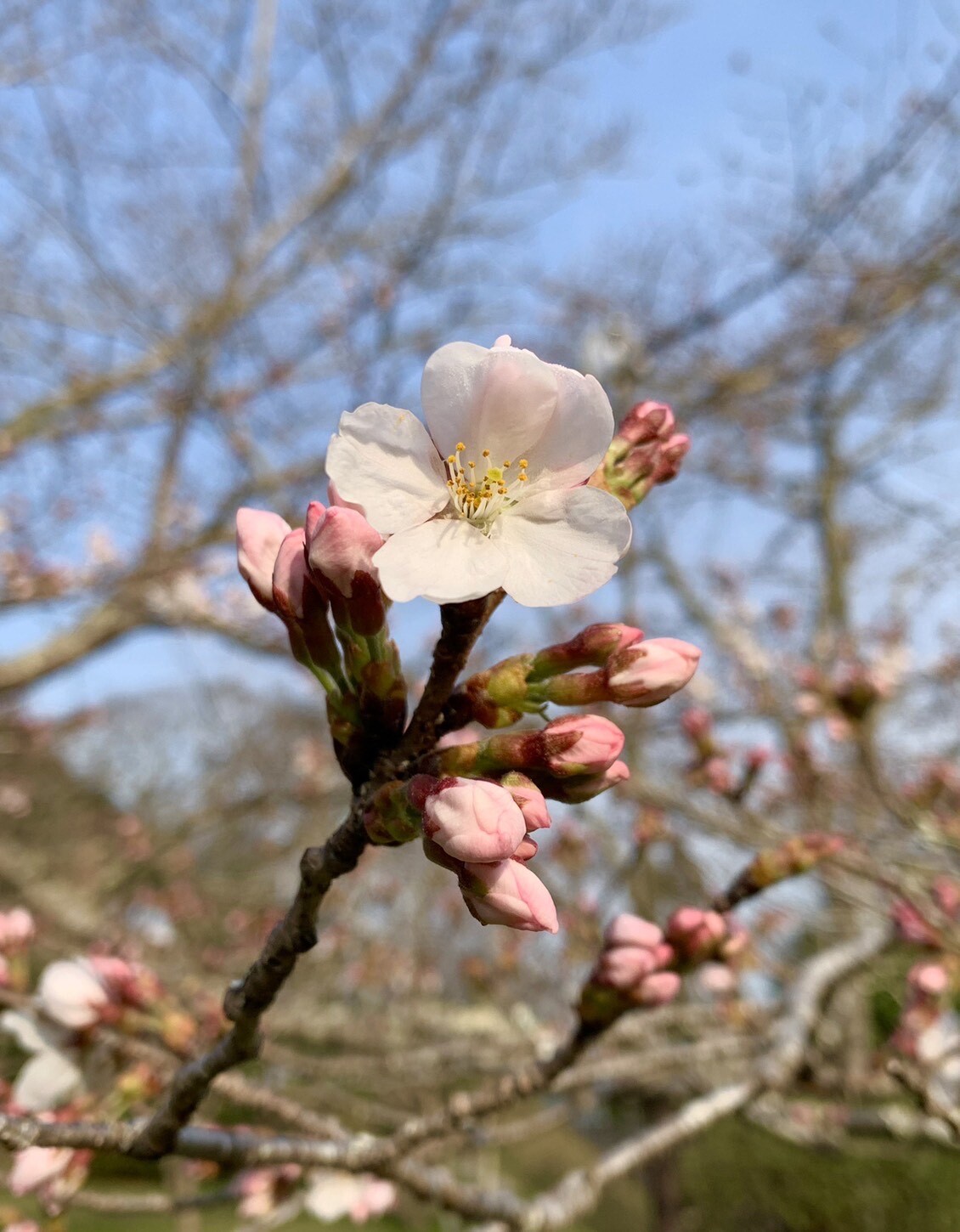 美術館側の桜2