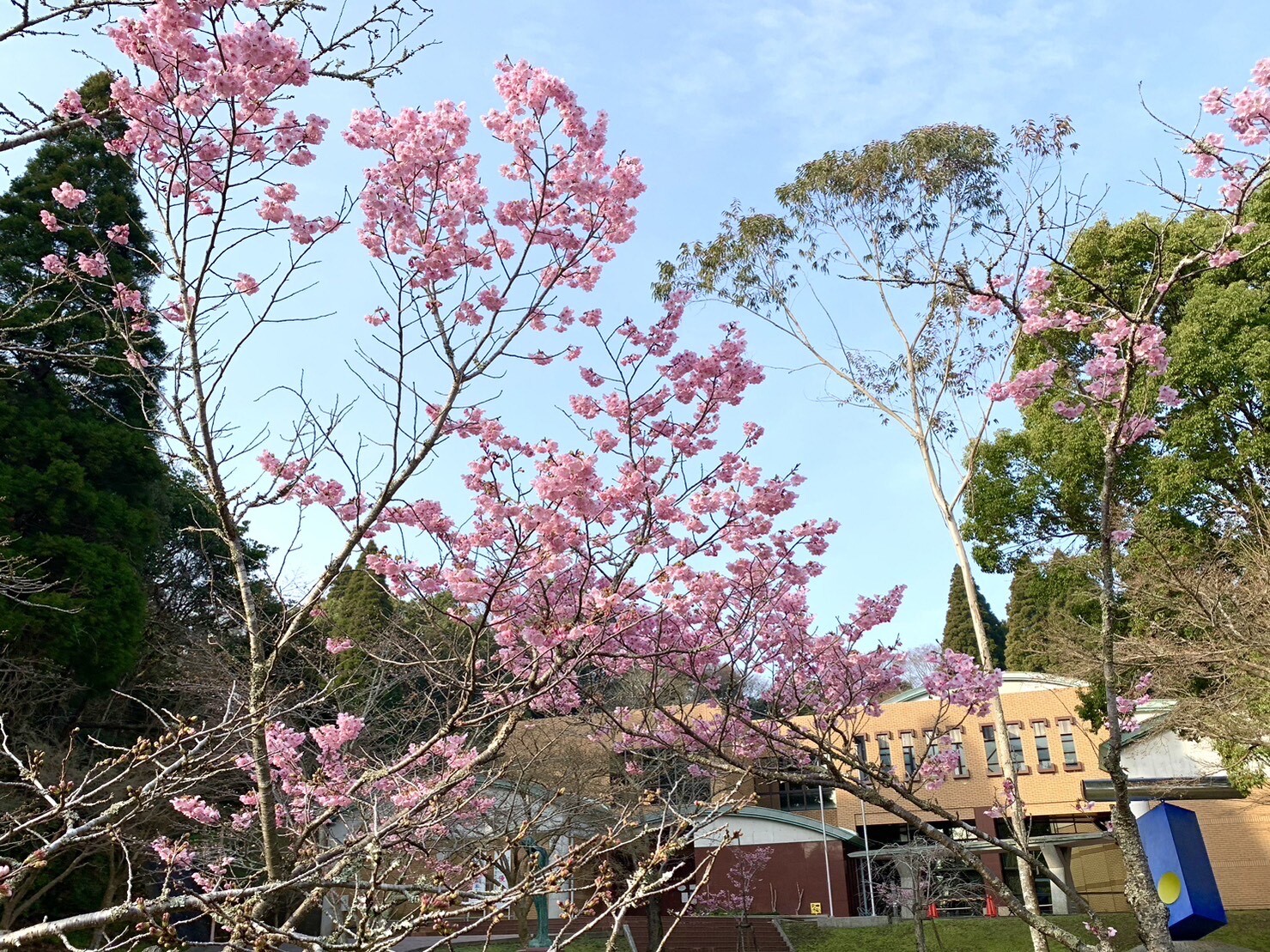 忠霊塔の桜2