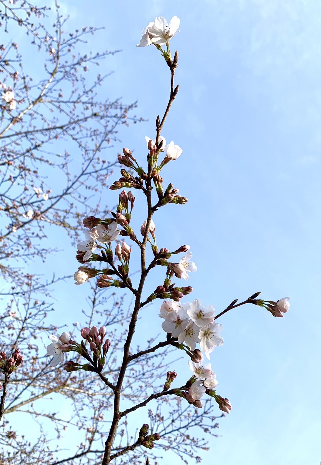 忠霊塔の桜3