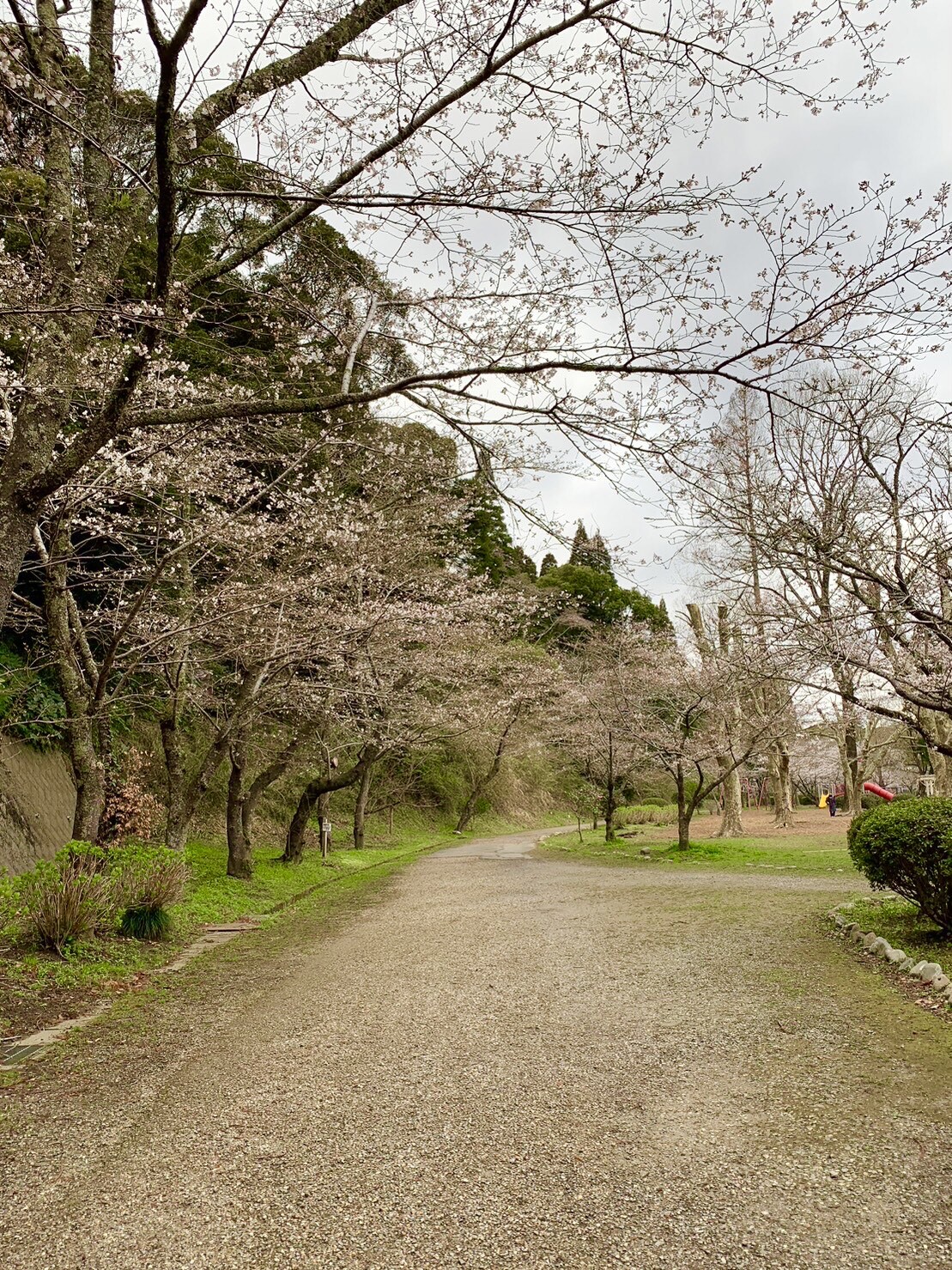 園路の桜