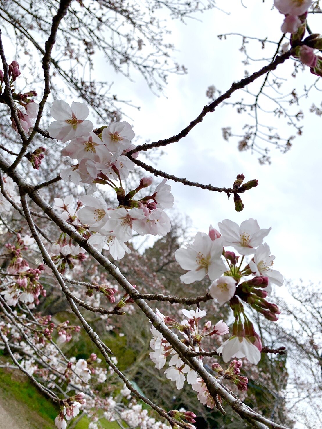 忠霊塔付近の桜2