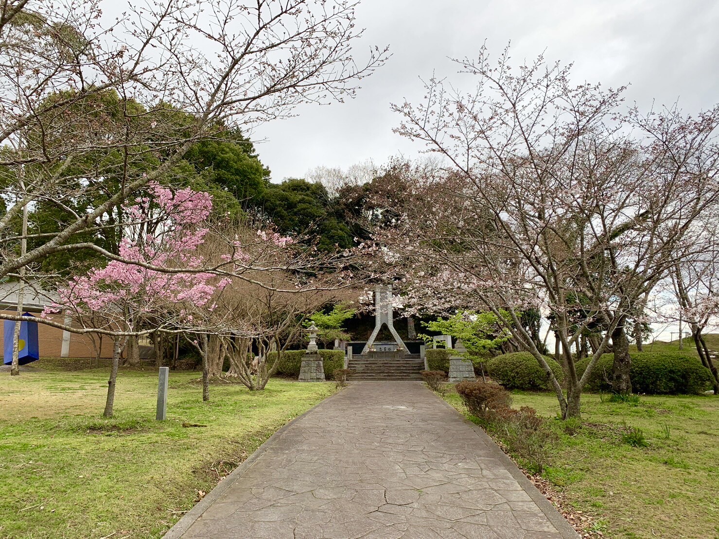 忠霊塔付近の桜1