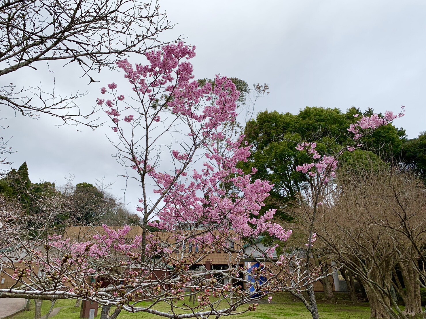 忠霊塔付近の桜3