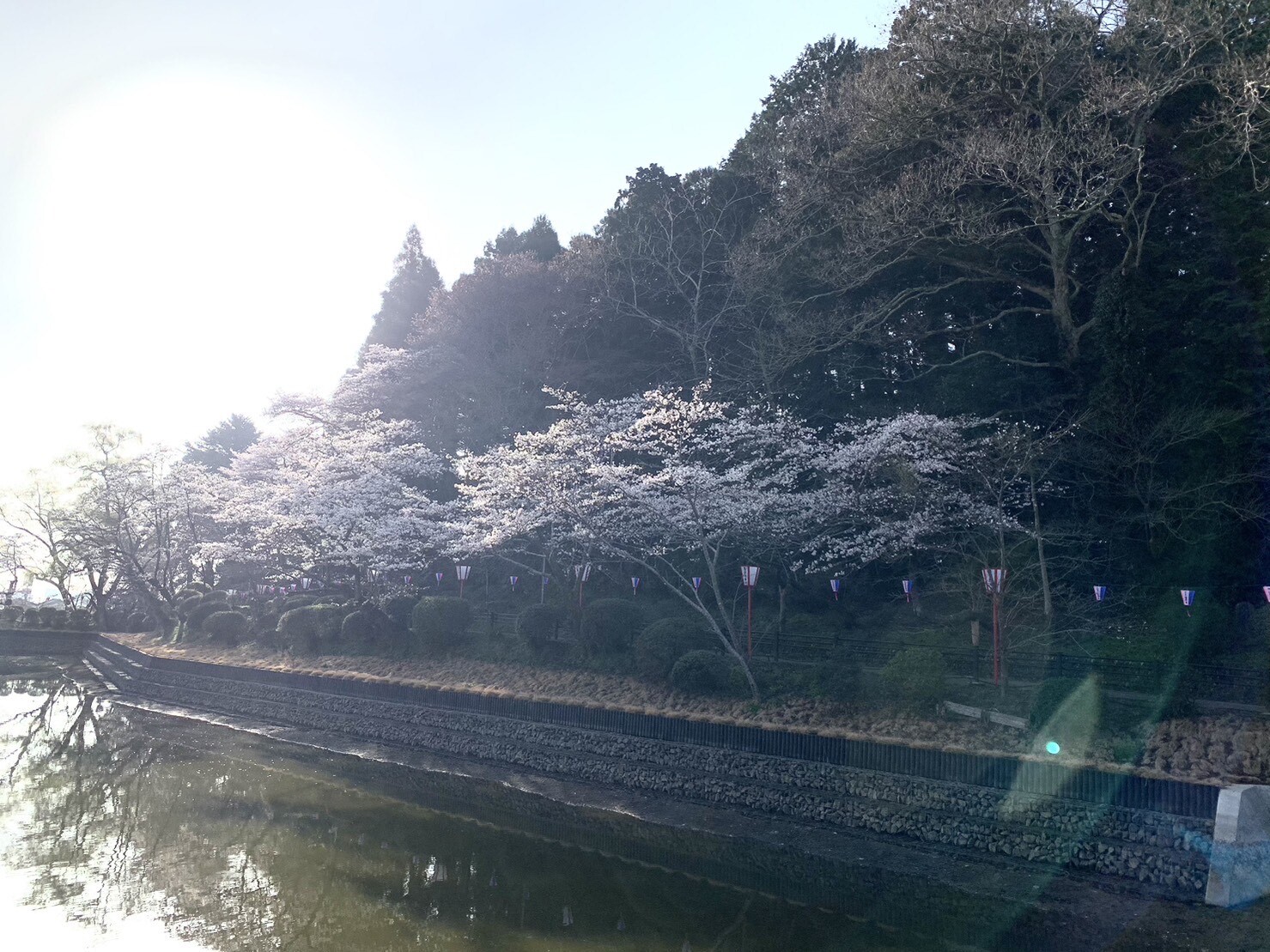 弁天湖周辺の桜1
