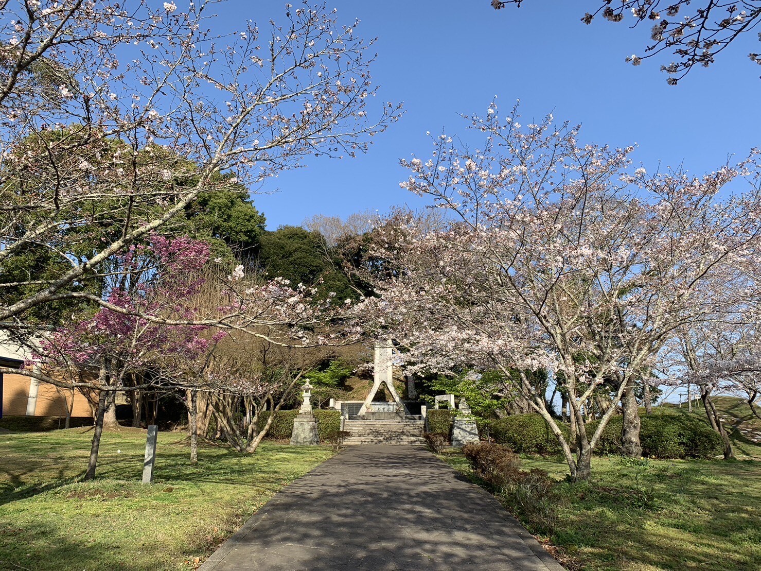 忠霊塔の桜