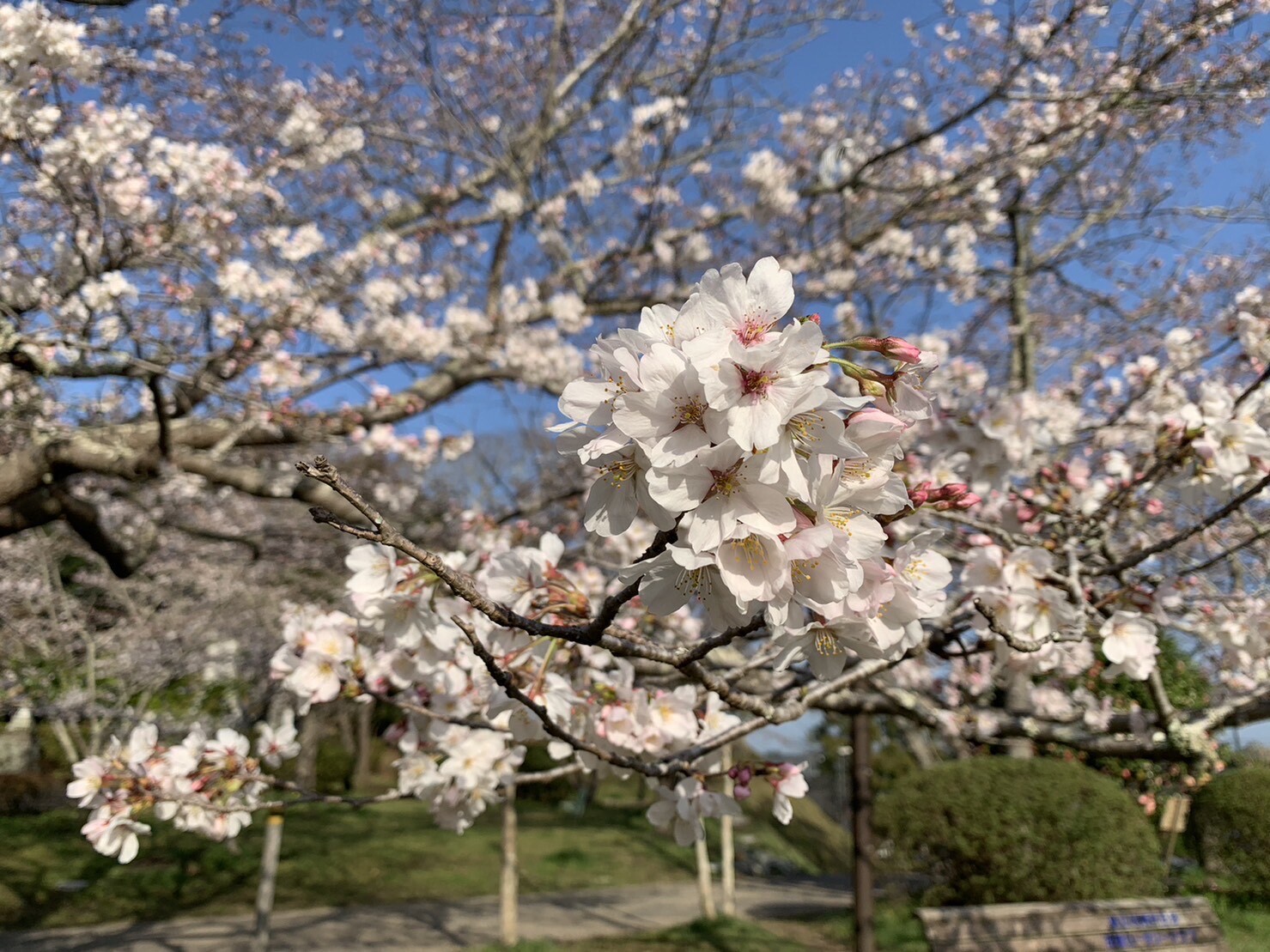 第2広場美術館側の桜2