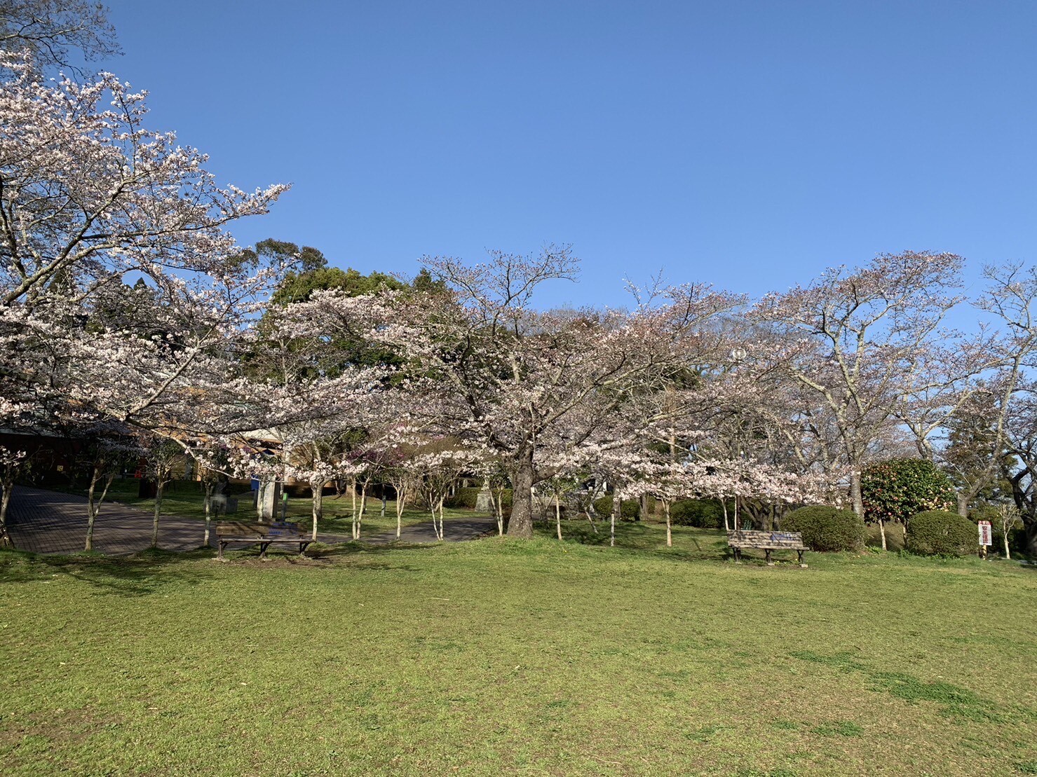 第2広場美術館側の桜1