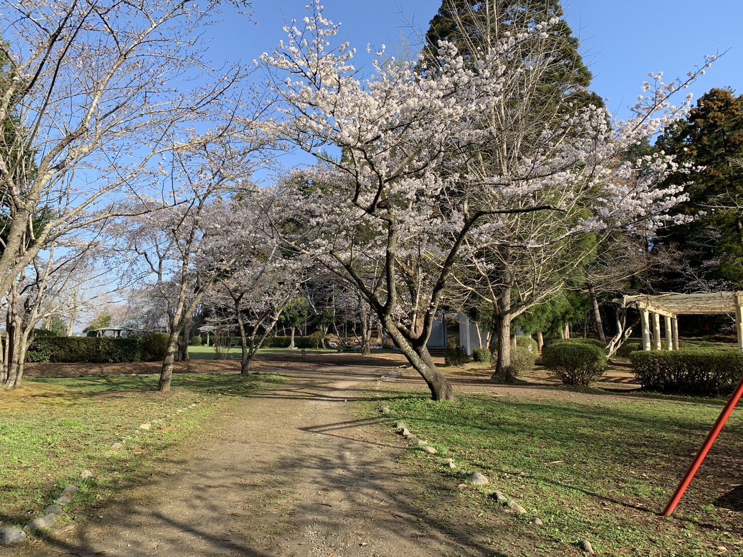 ステージ付近の桜1