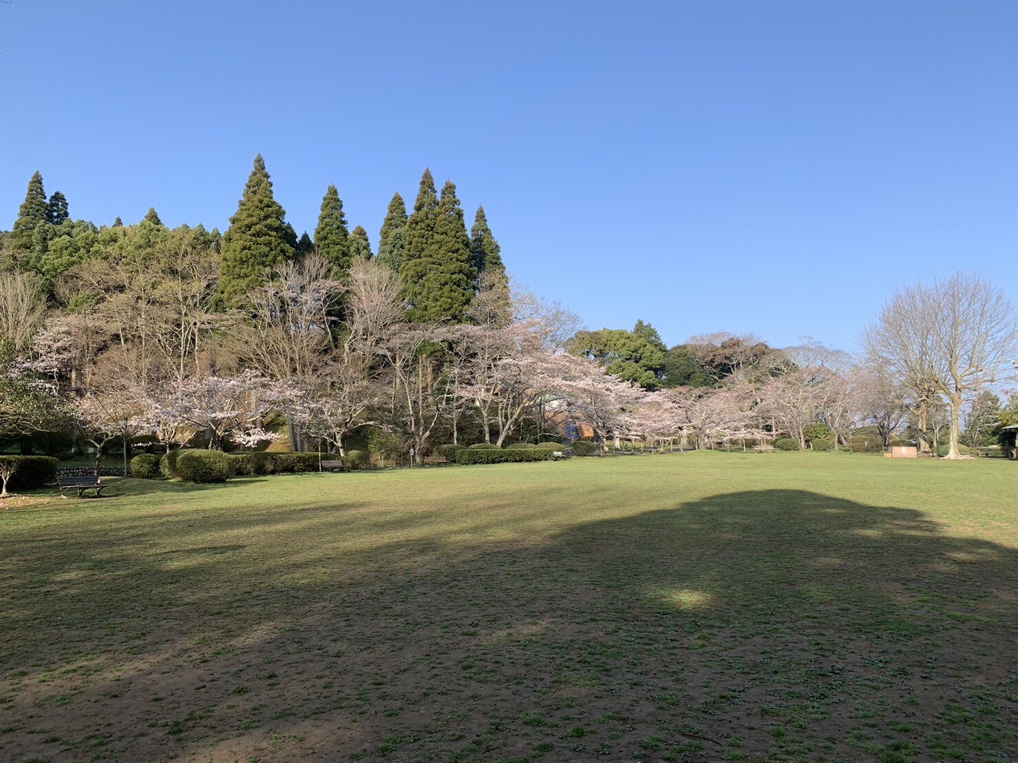 第2広場の桜