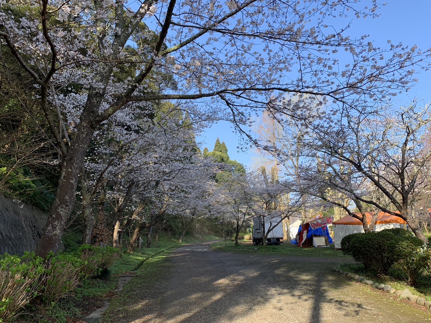 園路の桜