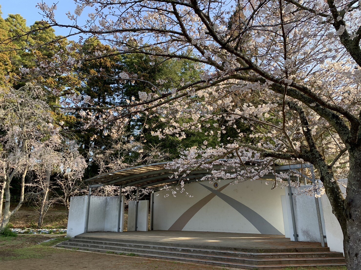 ステージ付近の桜2