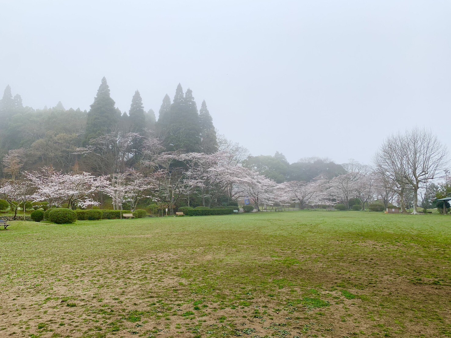 第2広場の桜