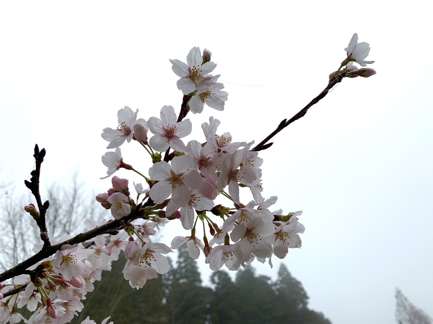 美術館側の桜2