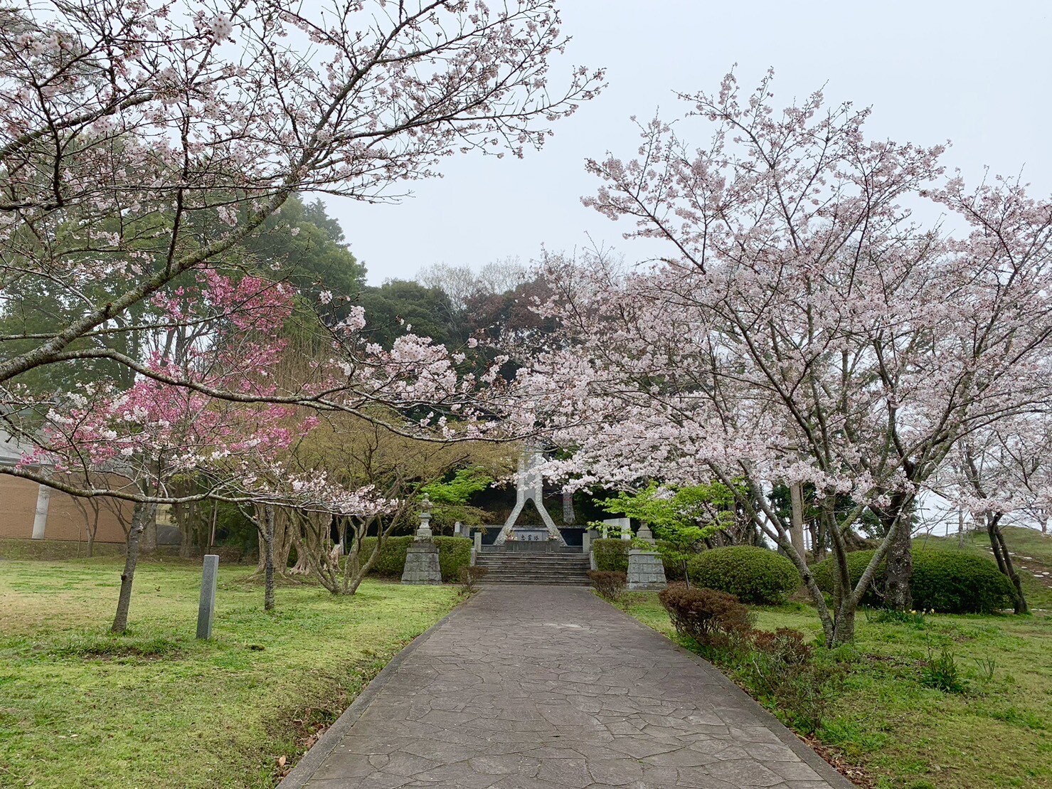 忠霊塔付近の桜