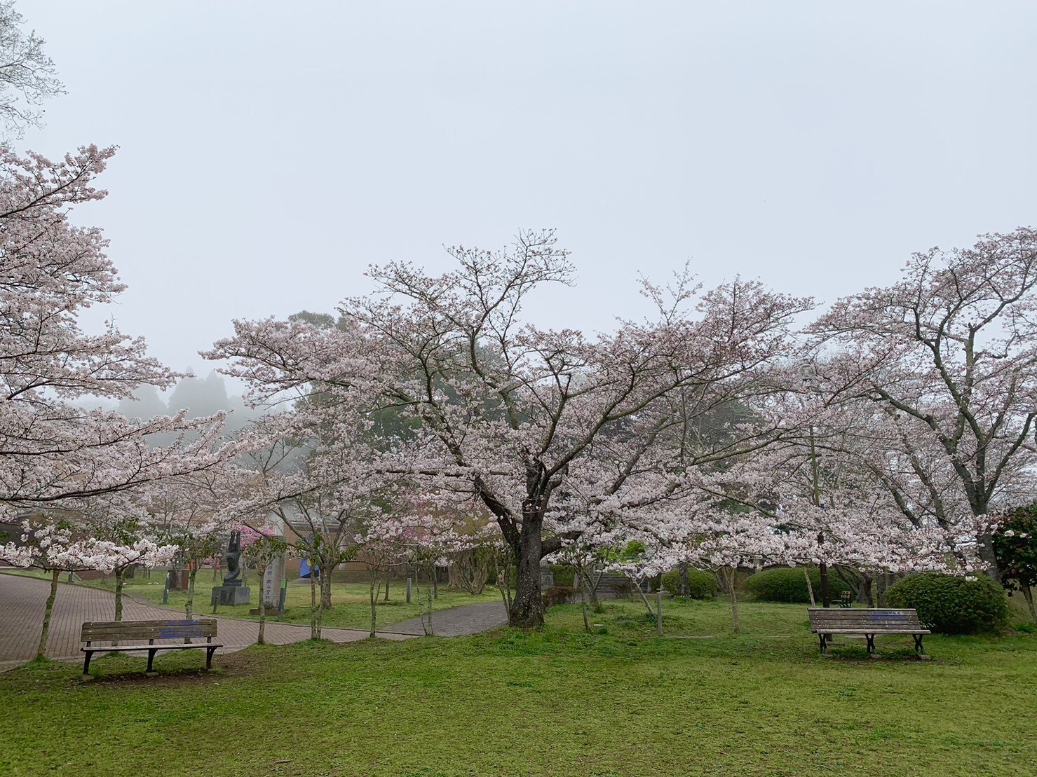 美術館側の桜