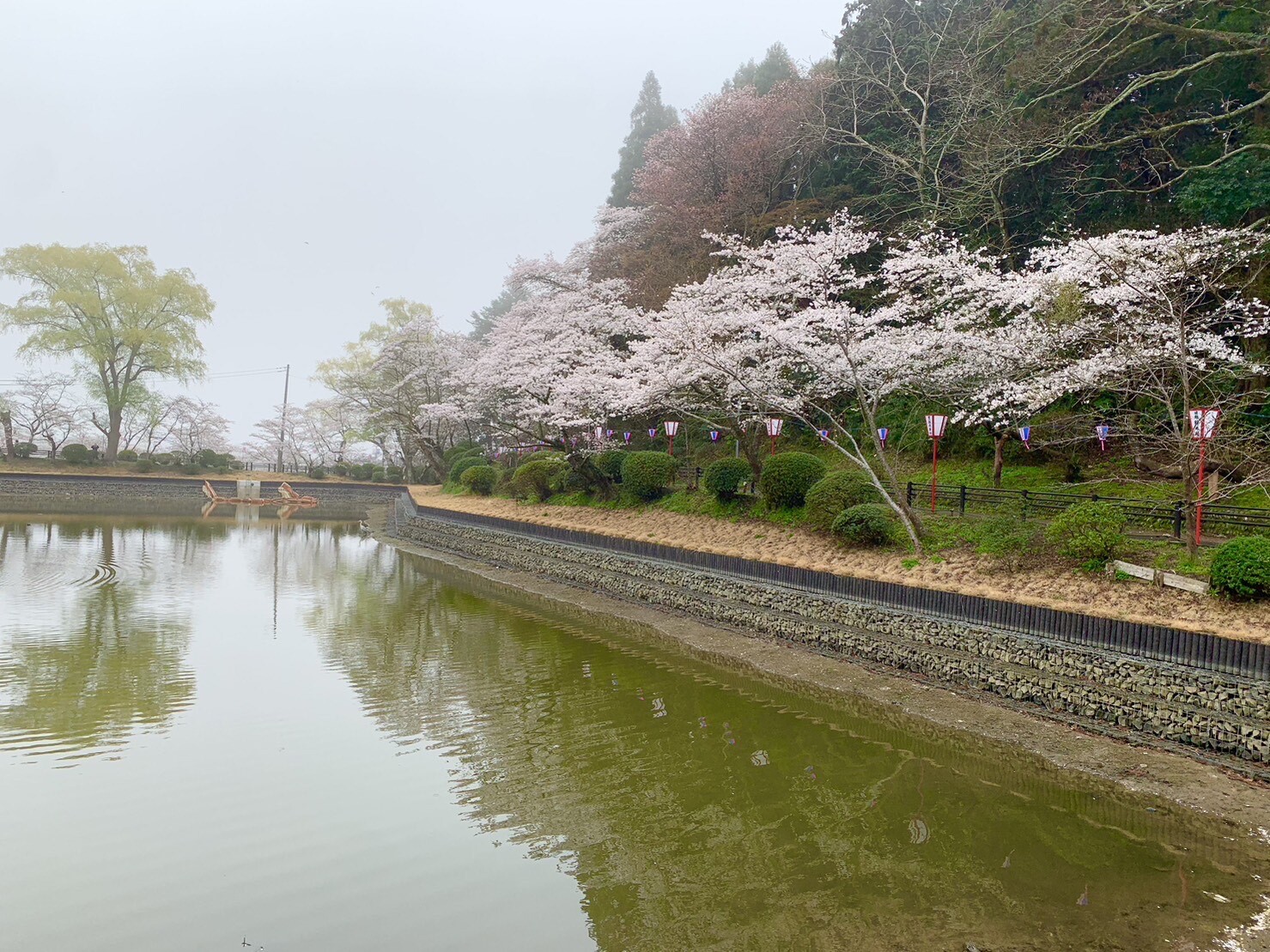 弁天湖周辺の桜