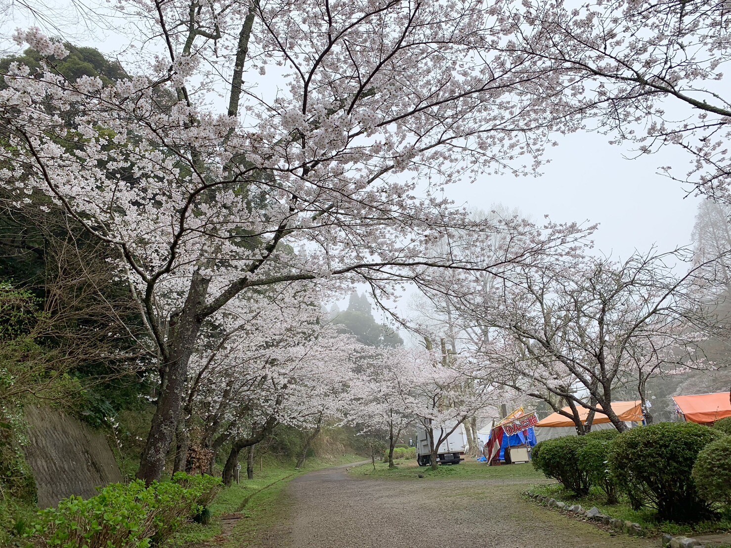 園路の桜