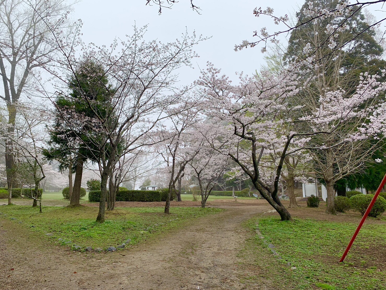 ステージ付近の桜1