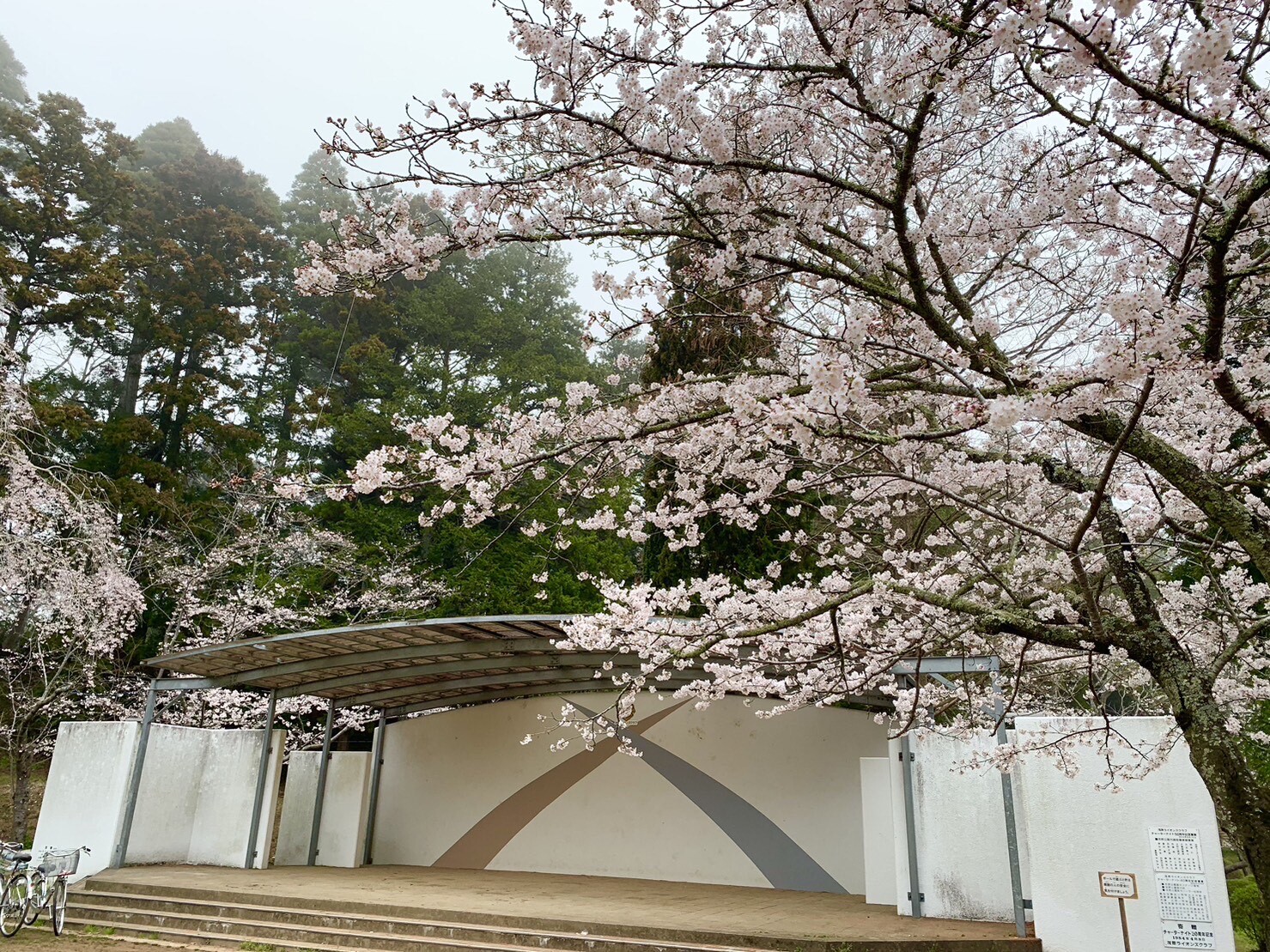 ステージ付近の桜2