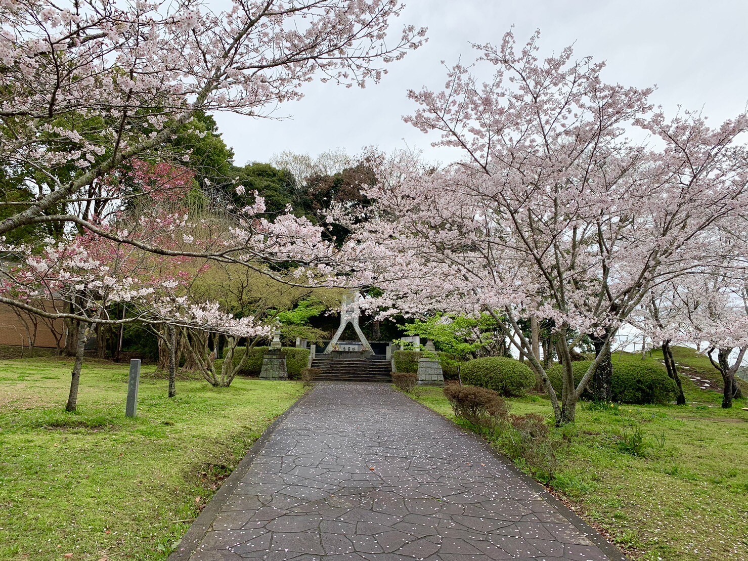 忠霊塔付近の桜