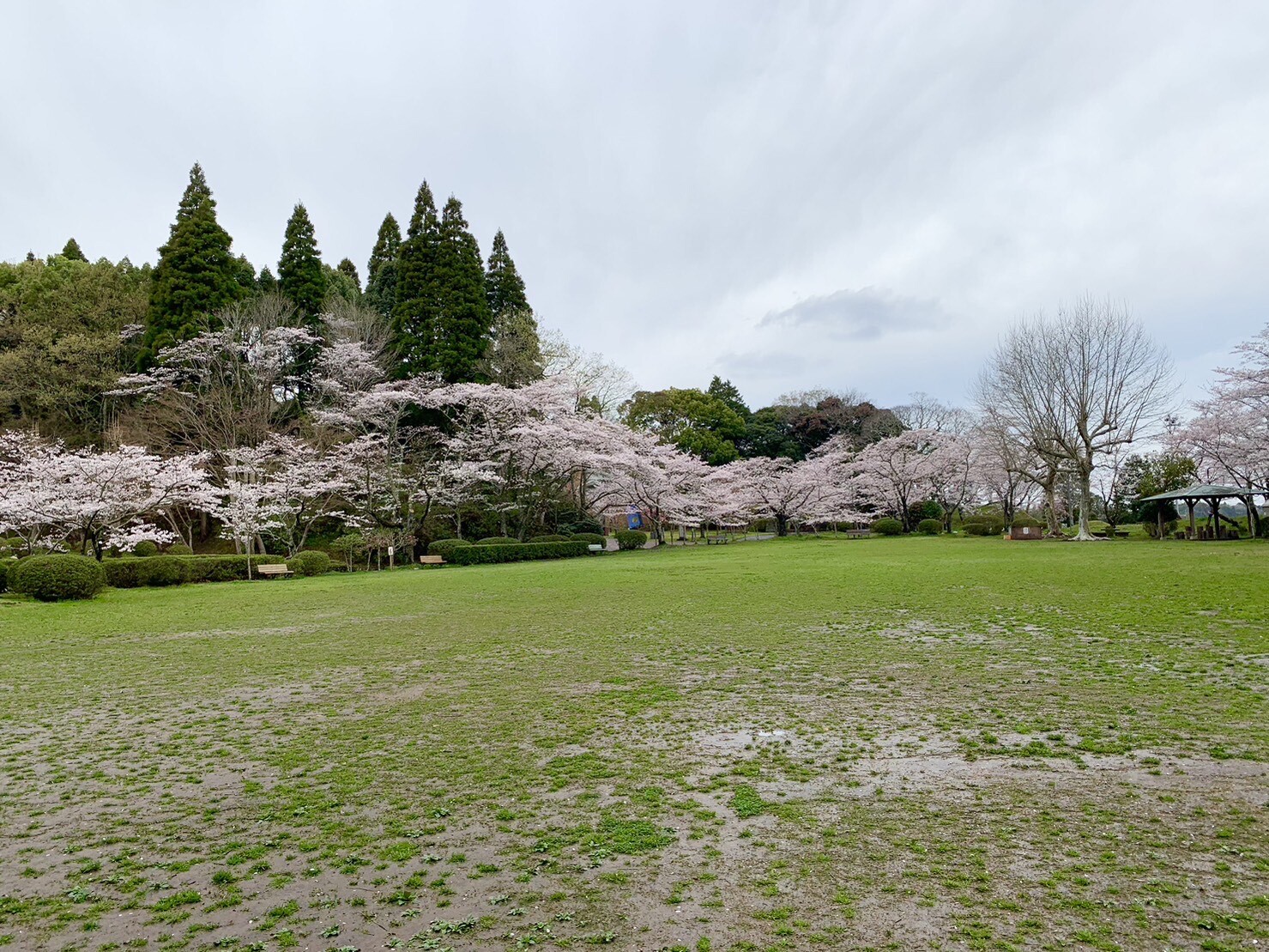 第2広場の桜