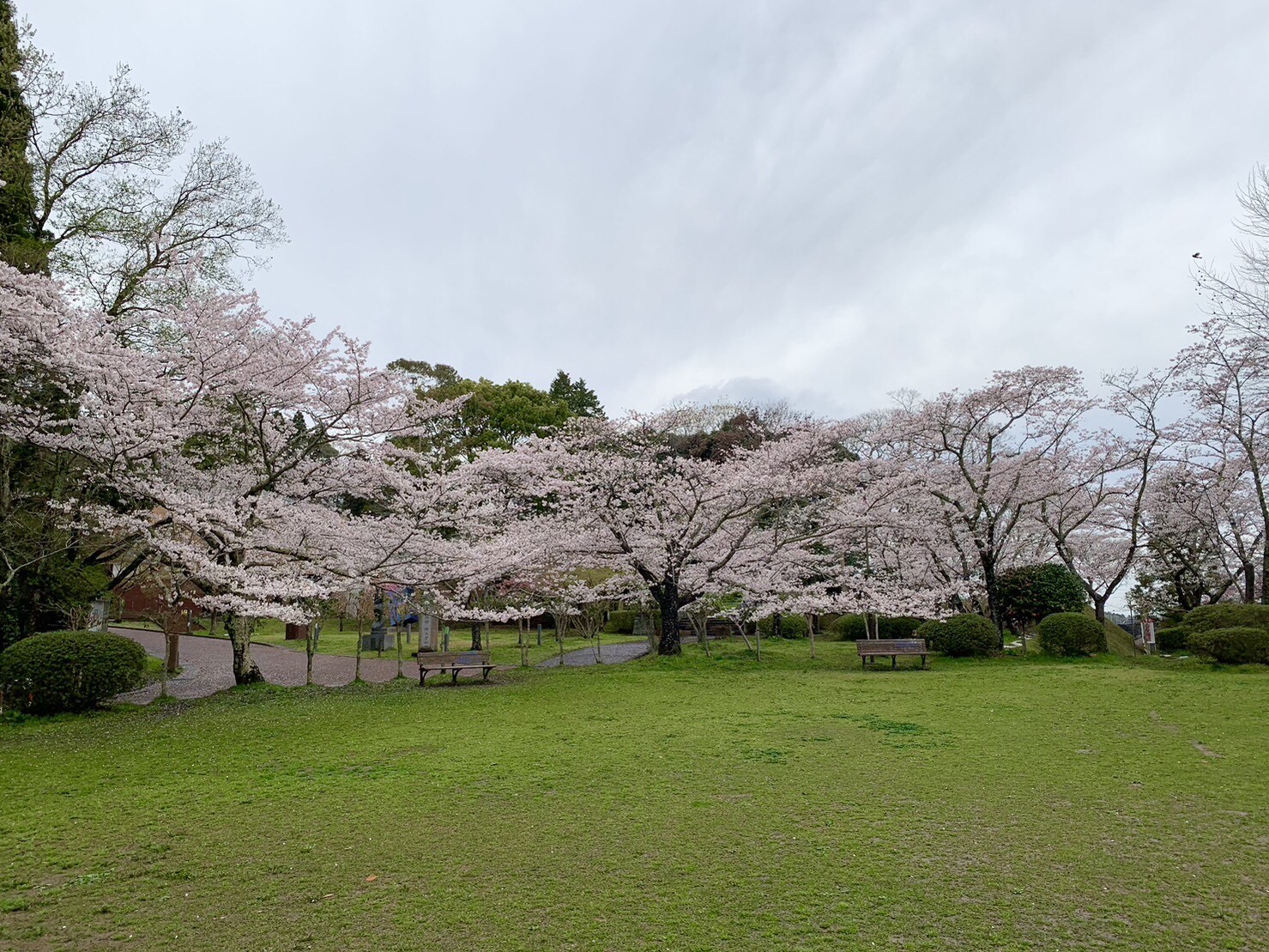 美術館側の桜