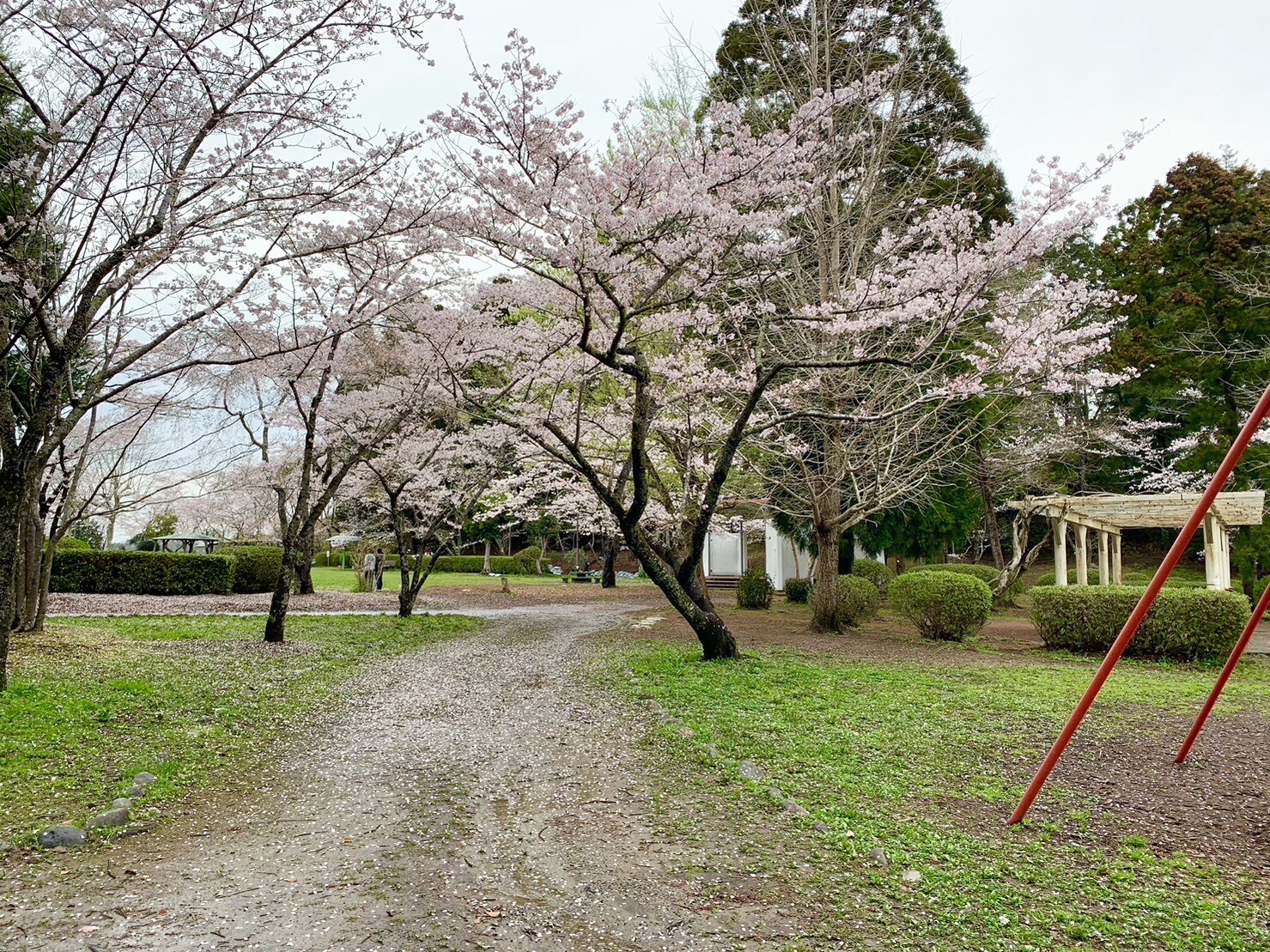 ステージ付近の桜1