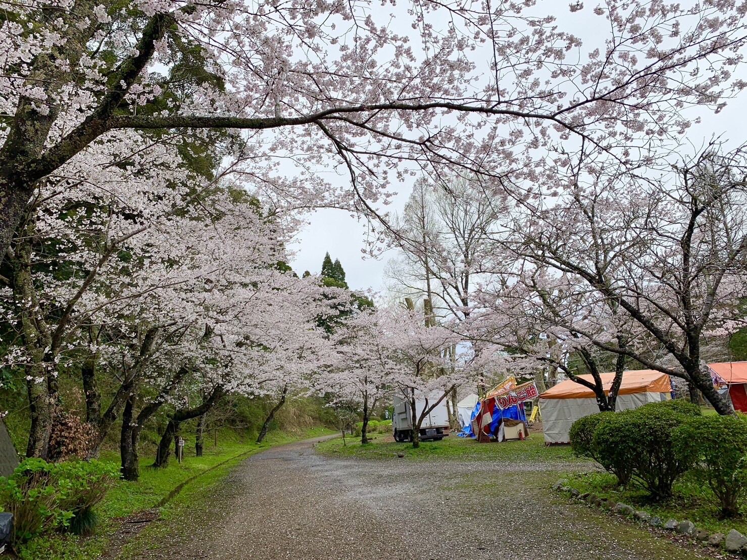 園路の桜