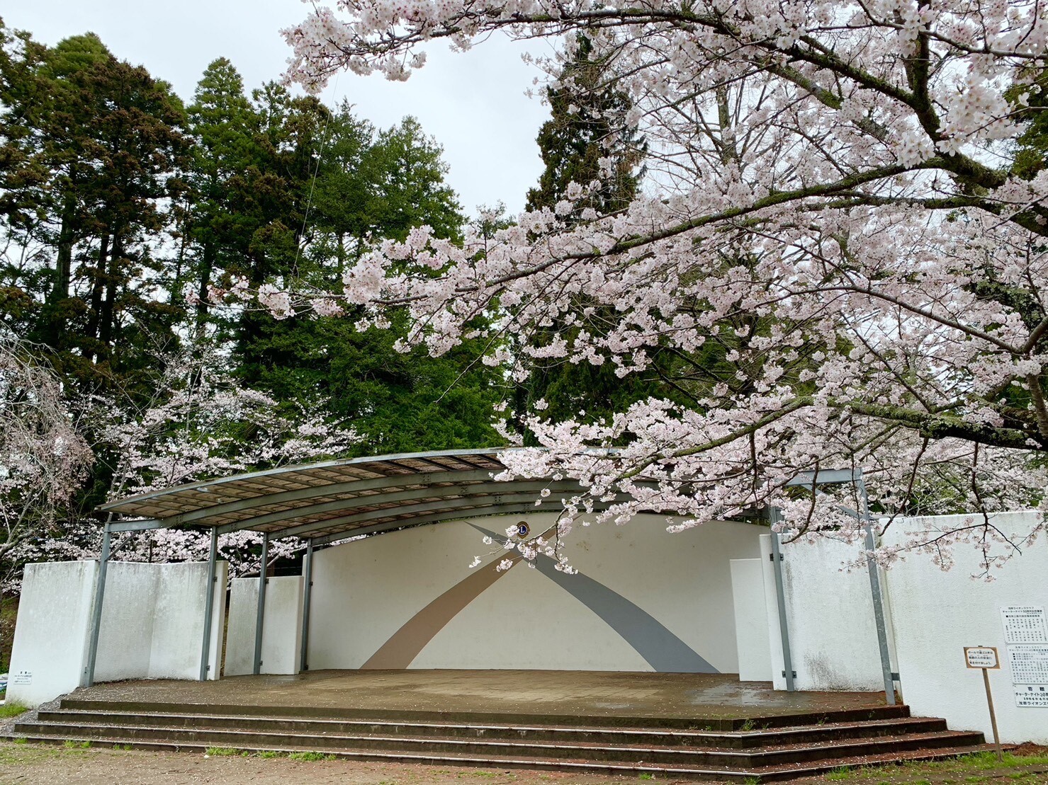 ステージ付近の桜2