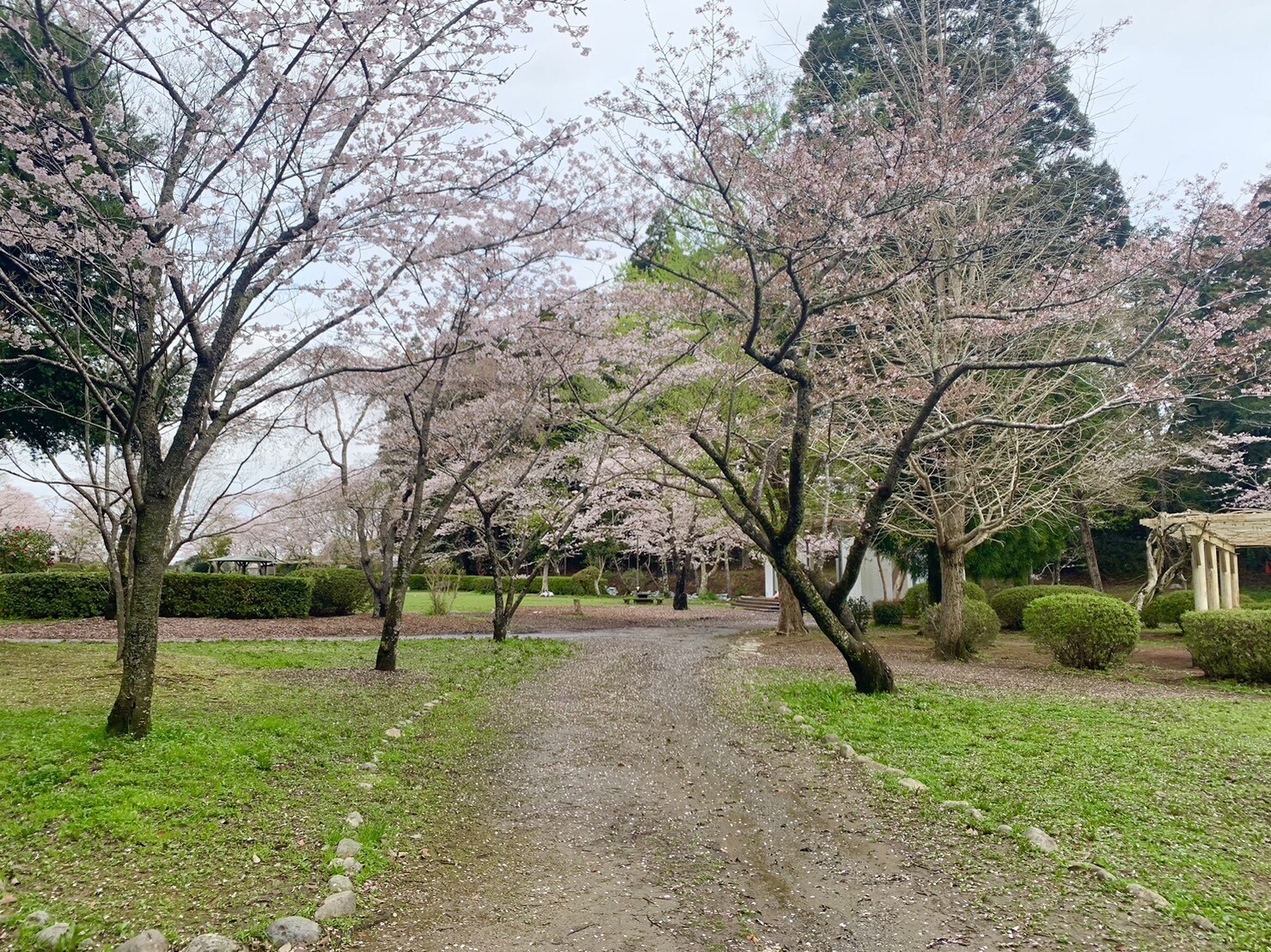 ステージ付近の桜1