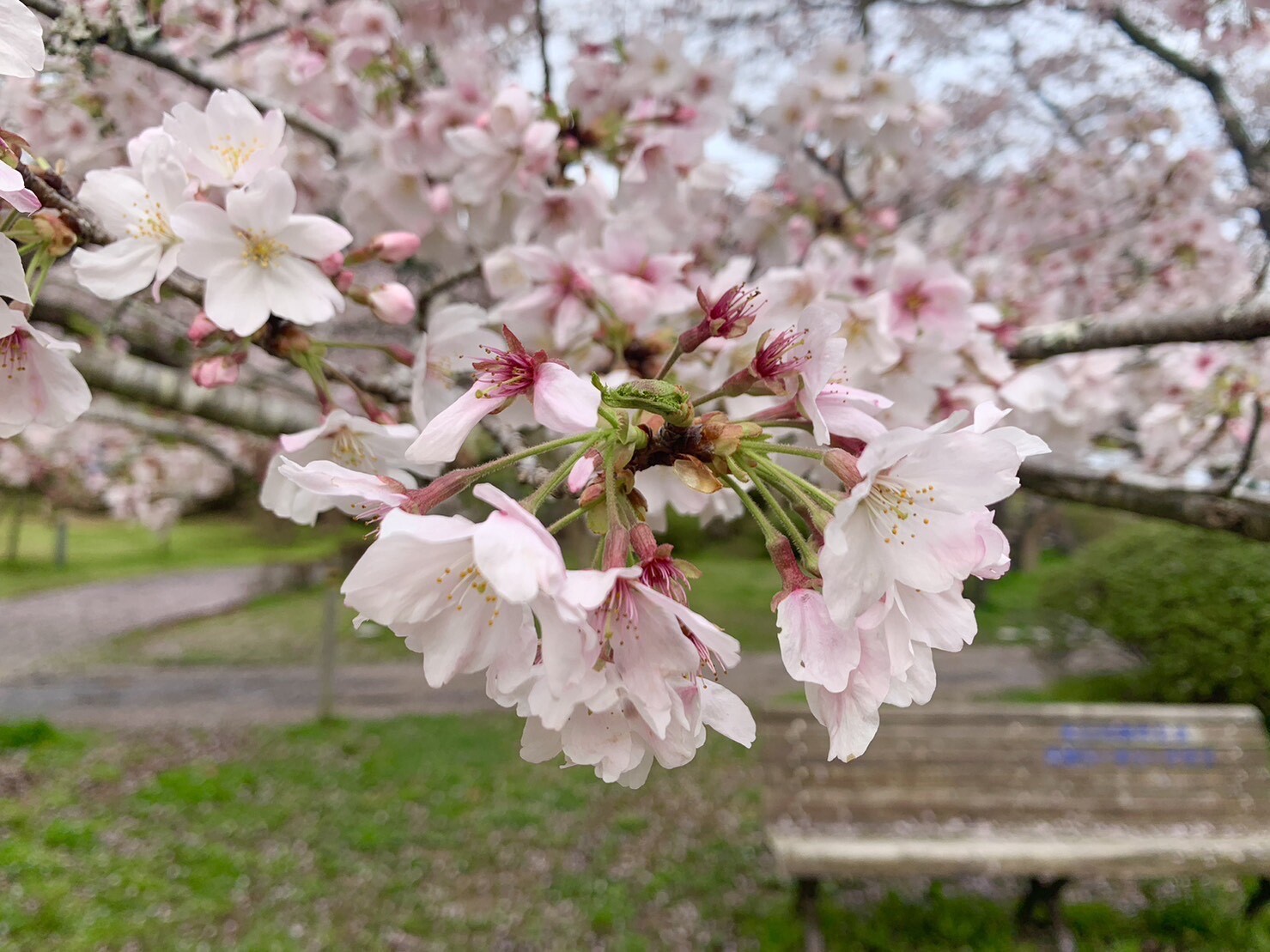 美術館側の桜2