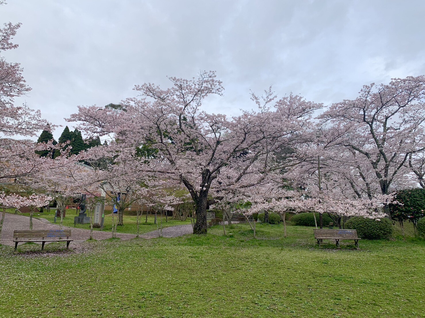 美術館側の桜1