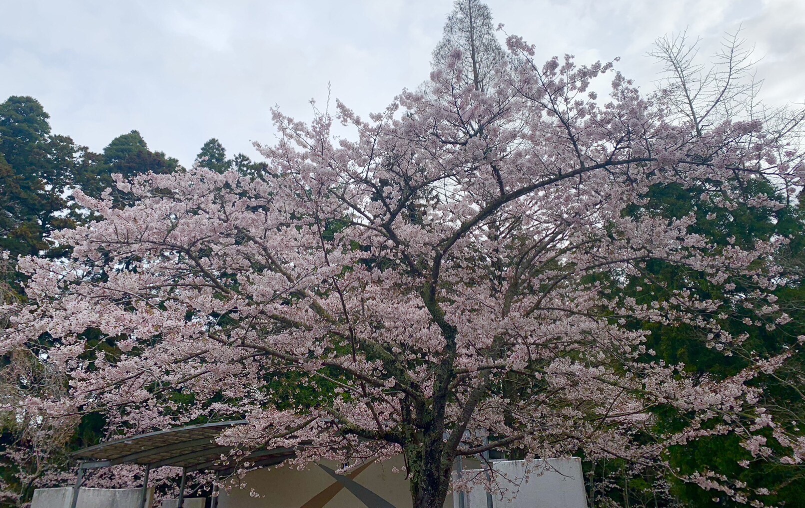 ステージ付近の桜2