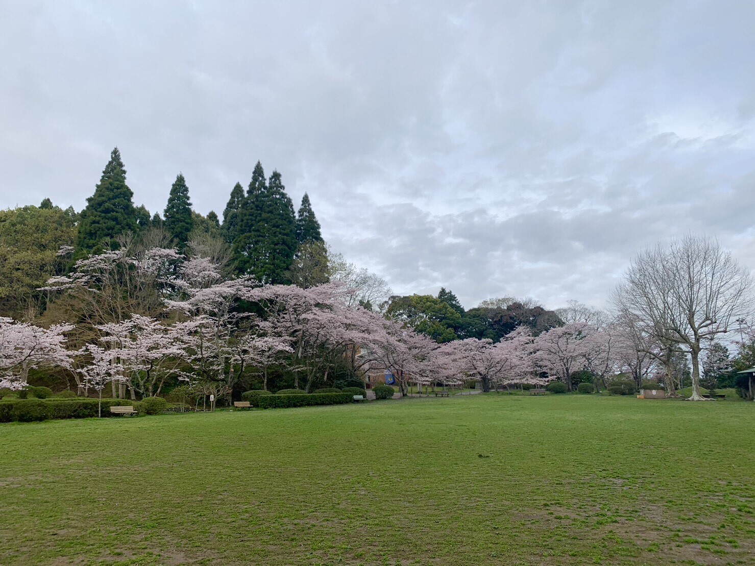 第2広場の桜