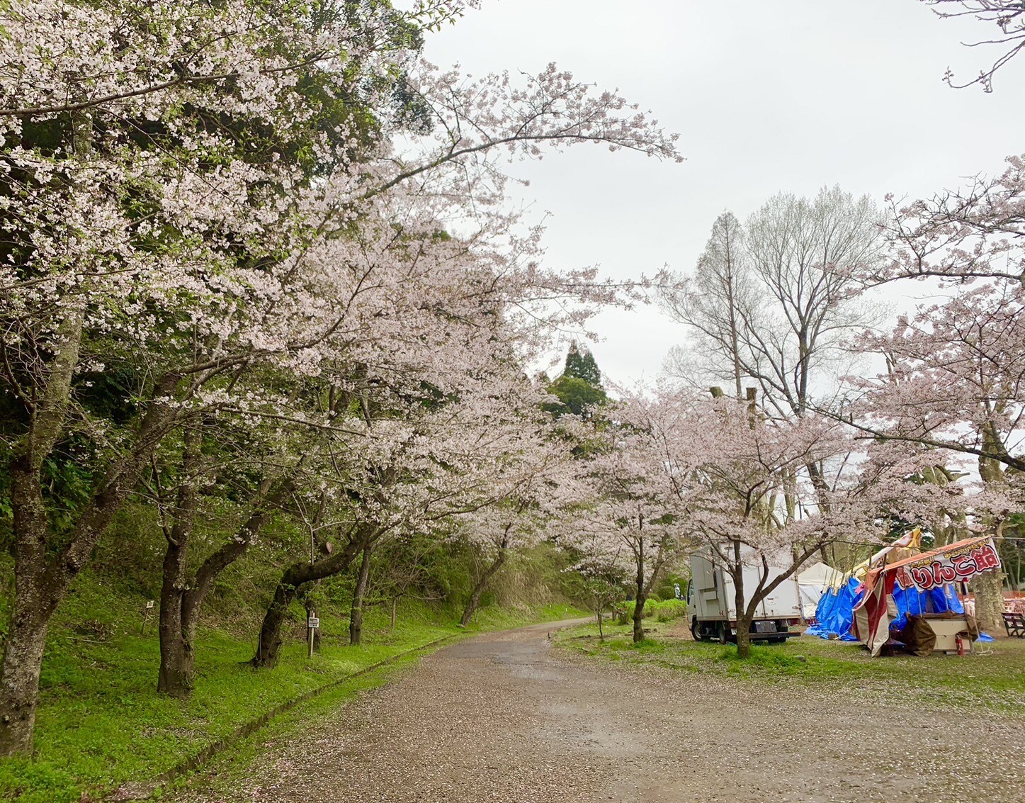 園路の桜