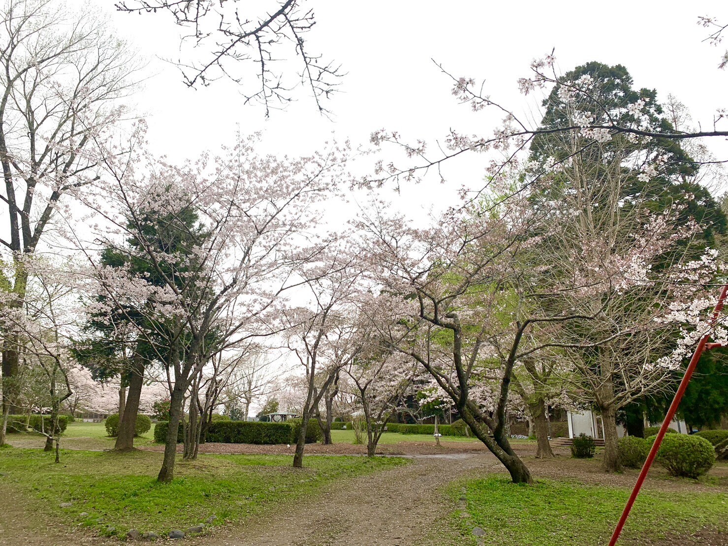 ステージ付近の桜1
