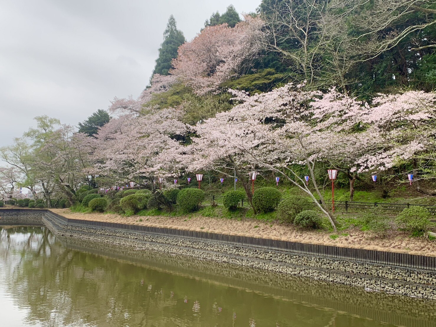 弁天湖周辺の桜